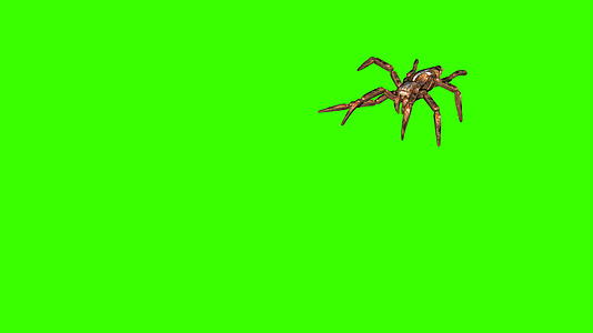 3d绿屏上的蜘蛛蜘蛛爬得毛骨悚然视频的预览图