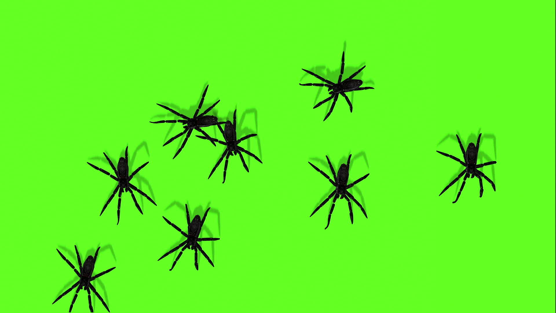 绿幕蜘蛛动画视频的预览图