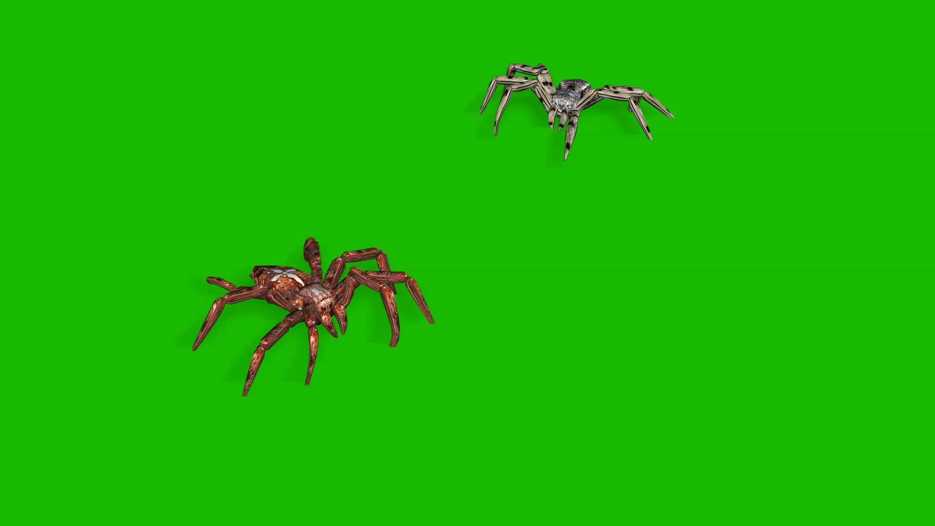 绿幕3d蜘蛛动画视频的预览图