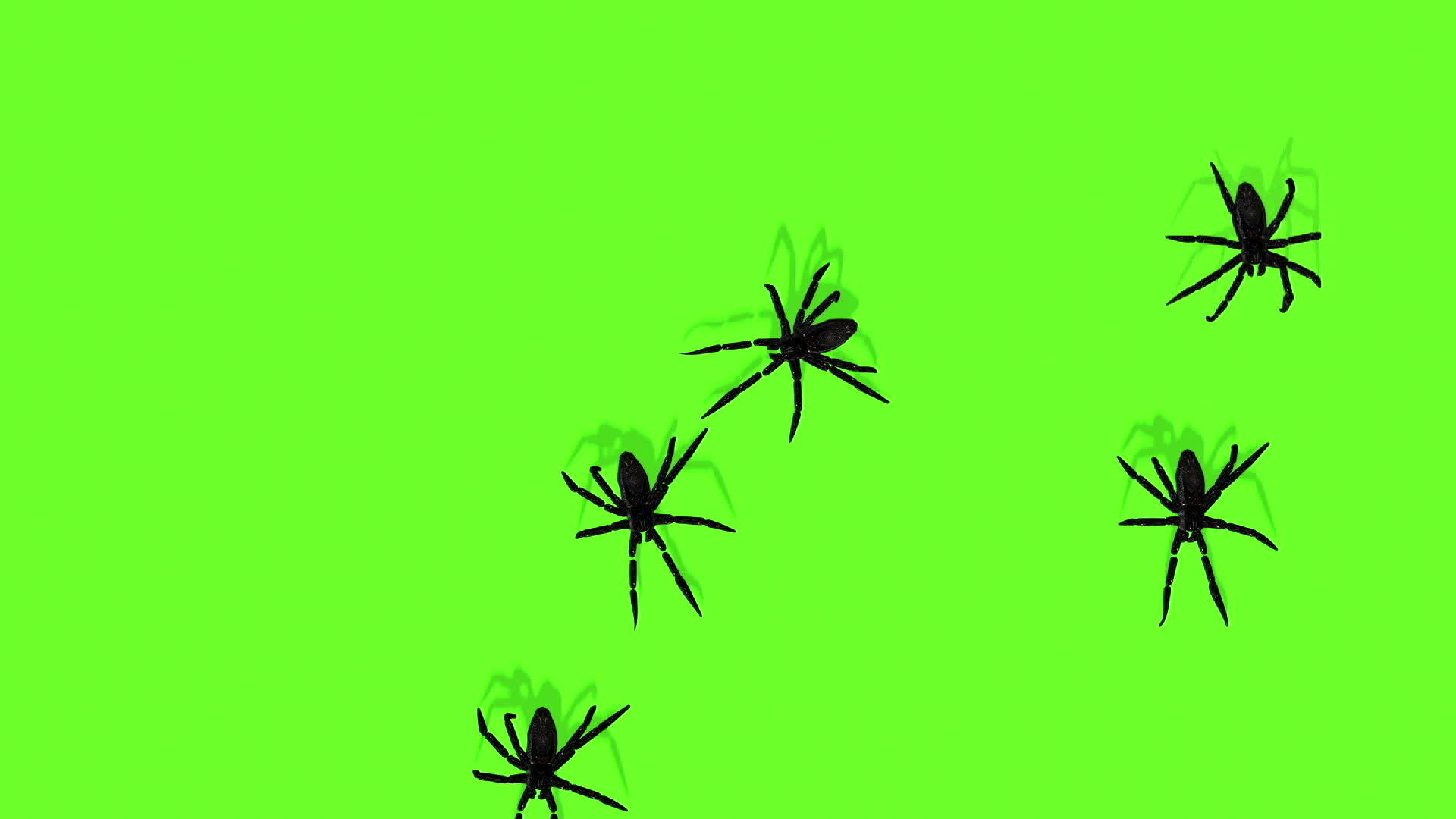 3d绿色屏幕上的蜘蛛动画令人毛骨悚然视频的预览图