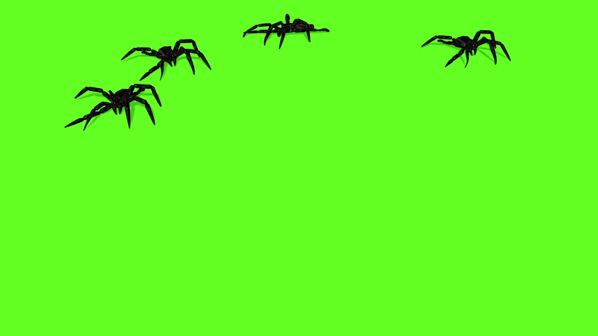 绿色屏幕上的蜘蛛动画爬行视频的预览图