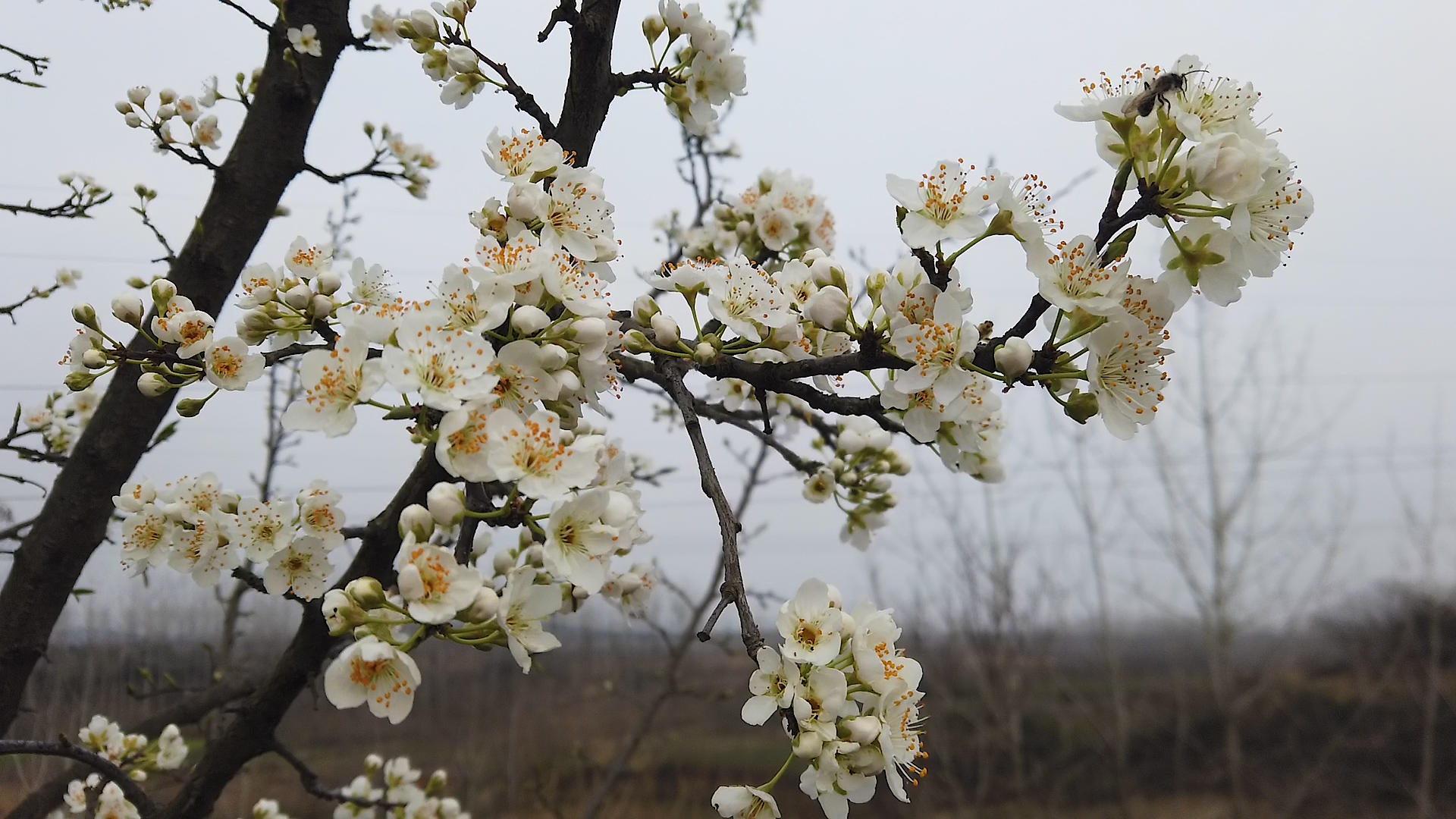 春天盛开的花朵视频的预览图