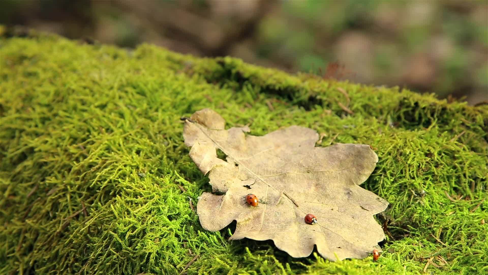 在树林的树桩上爬上干橡树的叶子视频的预览图