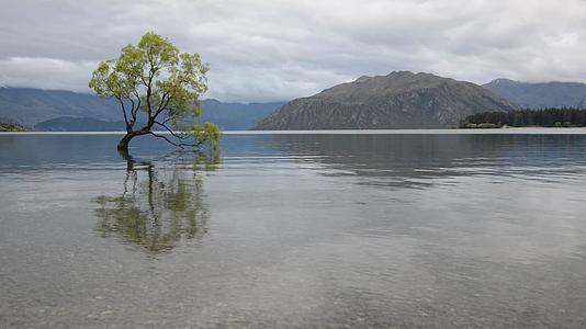 最著名的新西兰树是瓦那卡树视频的预览图