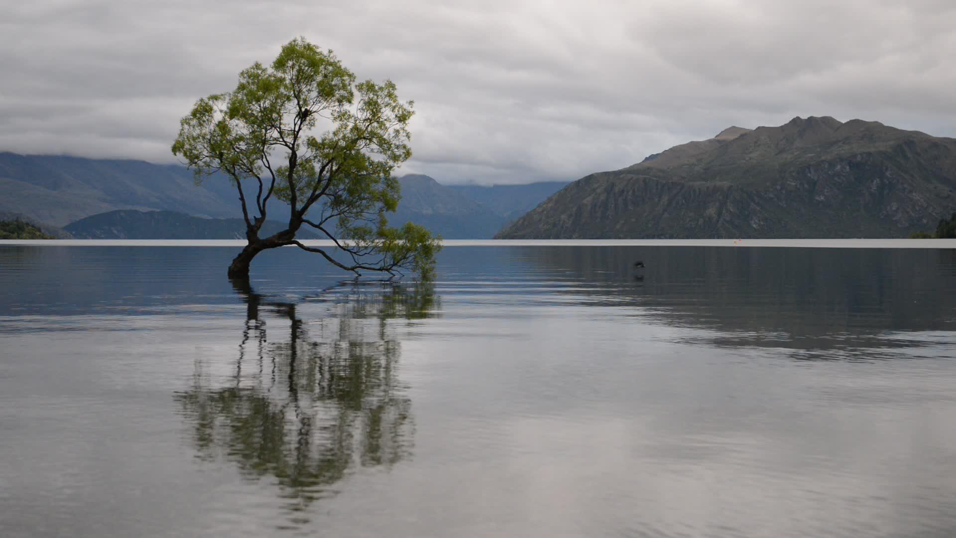 新西兰最著名的新树瓦那卡树在多云的一天视频的预览图