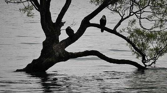 两只鸟在孤独的树上视频的预览图