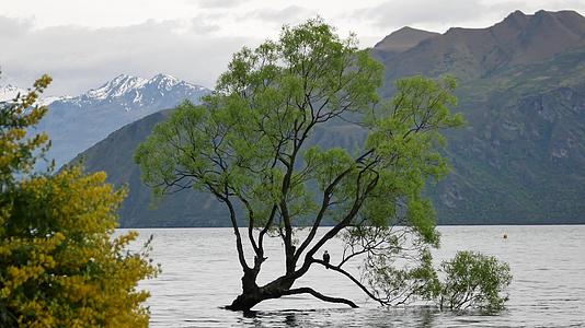 新西兰著名的瓦那卡树视频的预览图