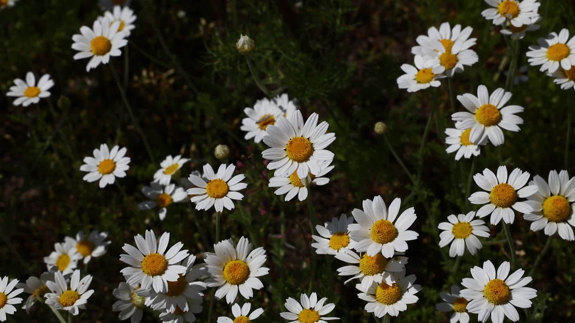 风中的花朵关闭了白菊花视频的预览图