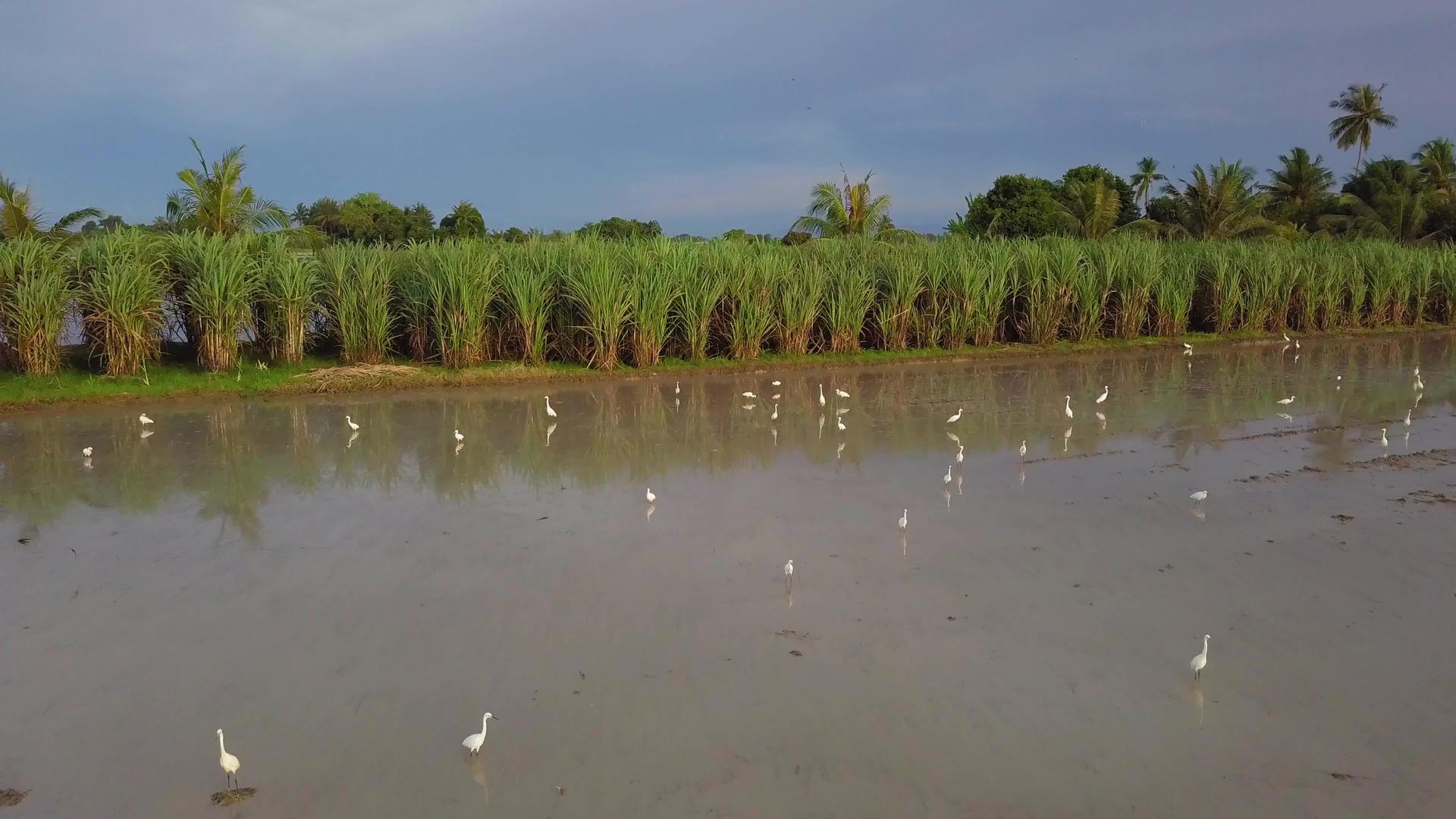 白灰鸟在稻田里寻找食物视频的预览图