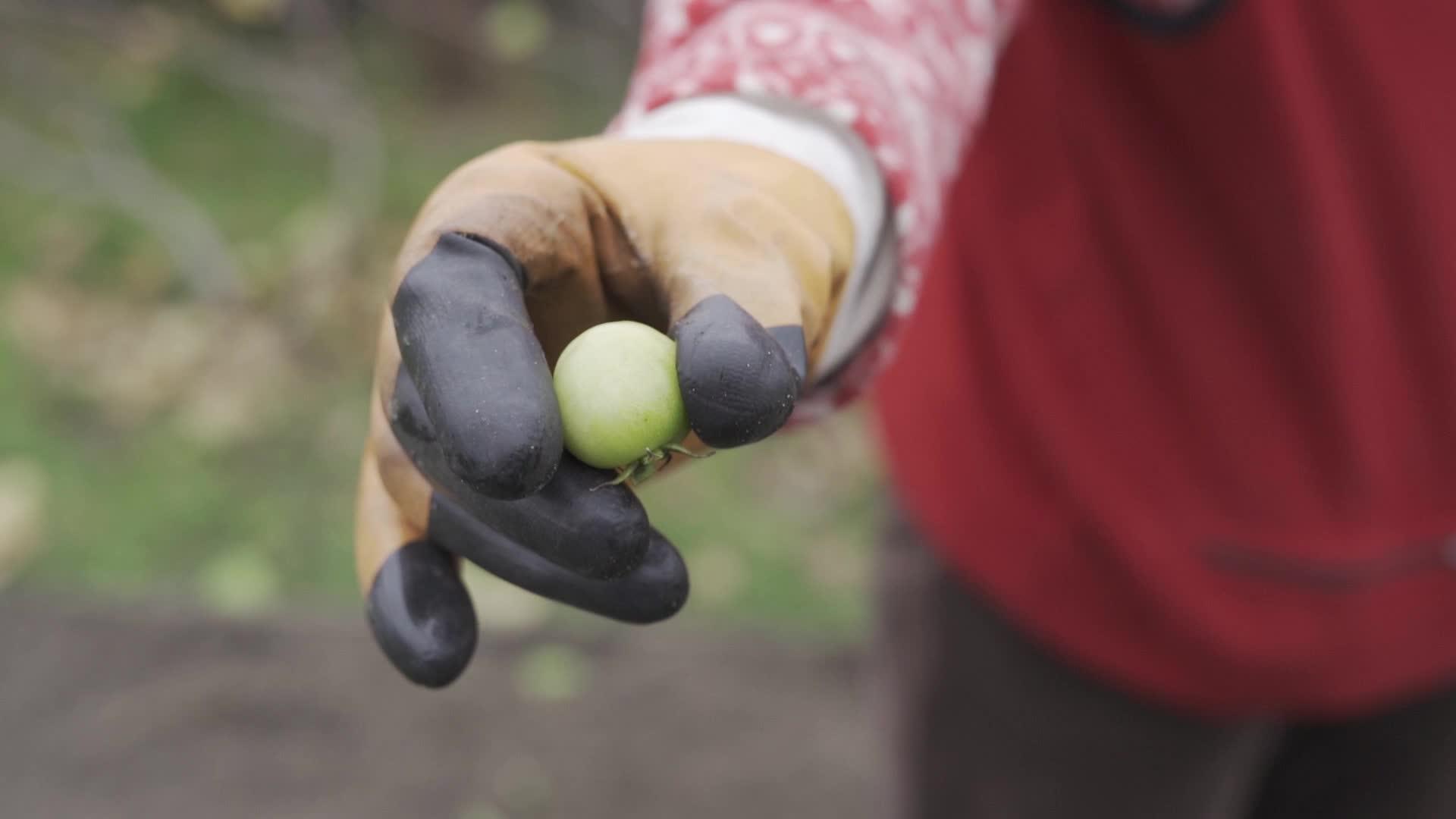 用橡胶手套握住的纯番茄慢动橡胶手套视频的预览图