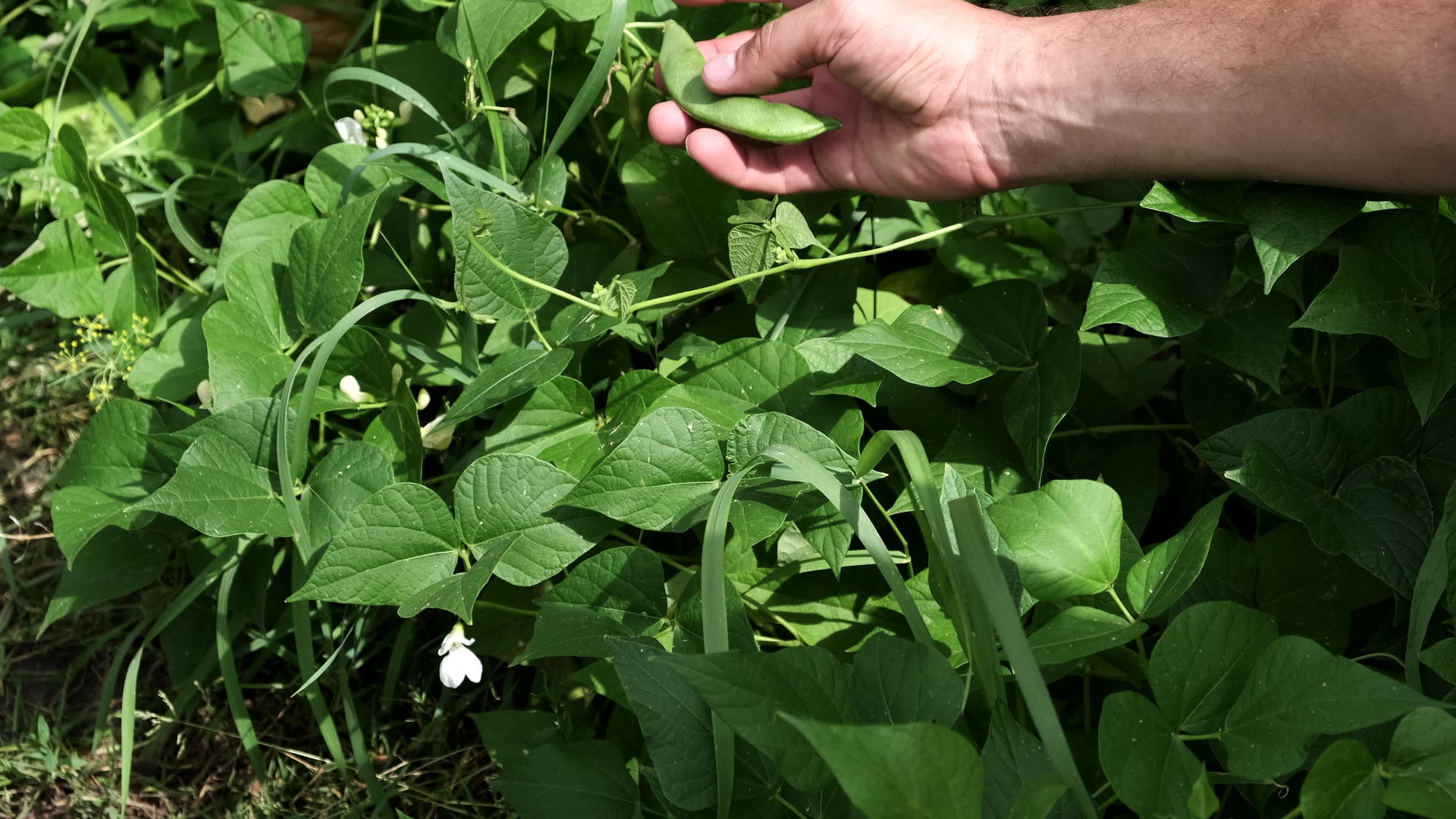 农艺学家检查豆子的收成手里拿着豆子的绿叶视频的预览图