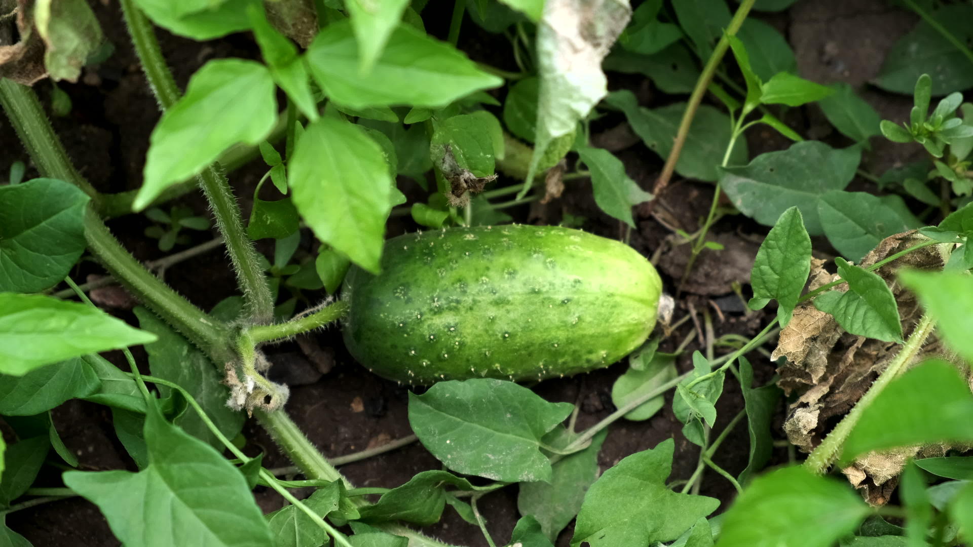 花园床上的小黄瓜是健康的有机食品视频的预览图