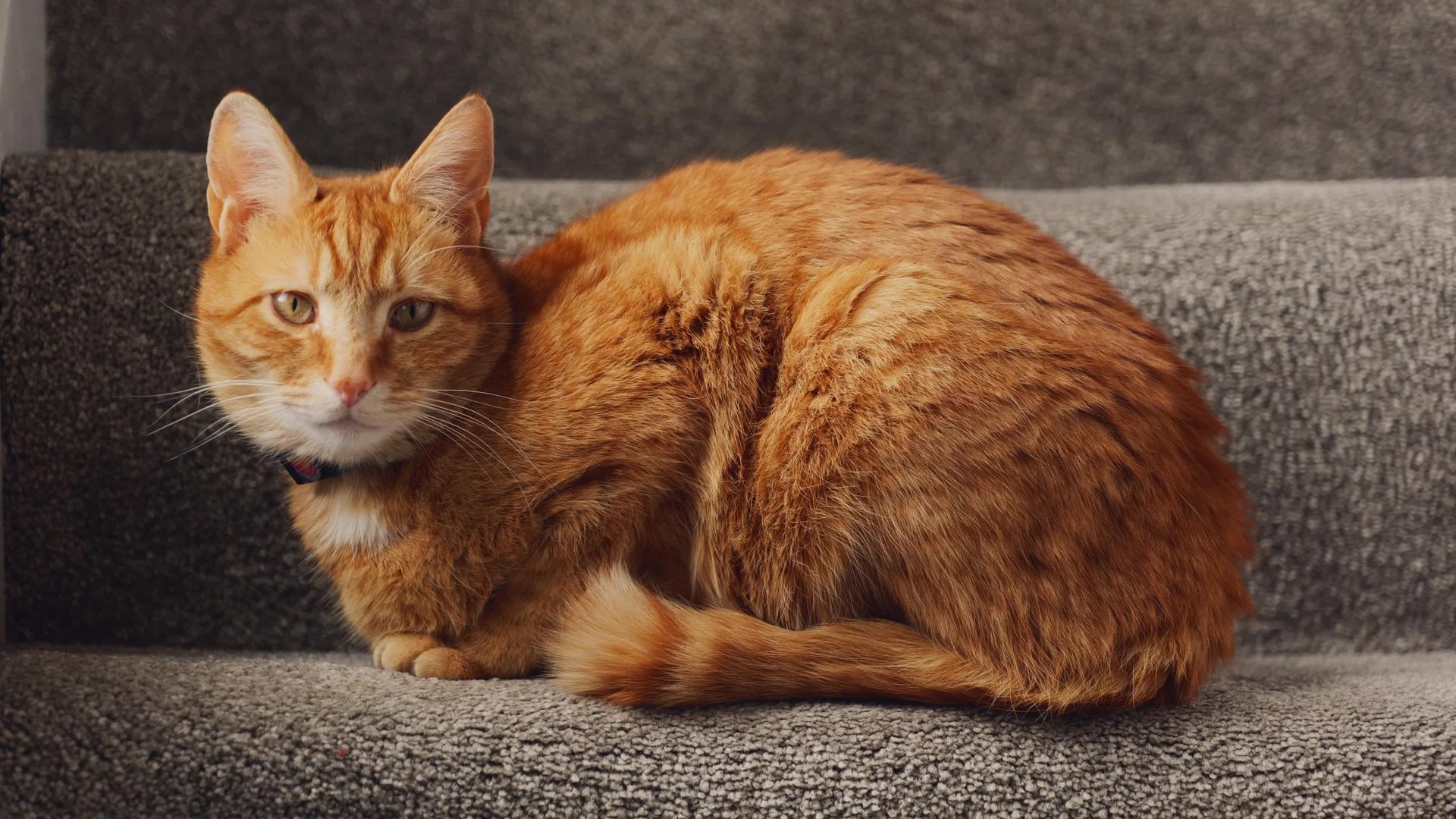 一只姜汤猫坐在楼梯上视频的预览图