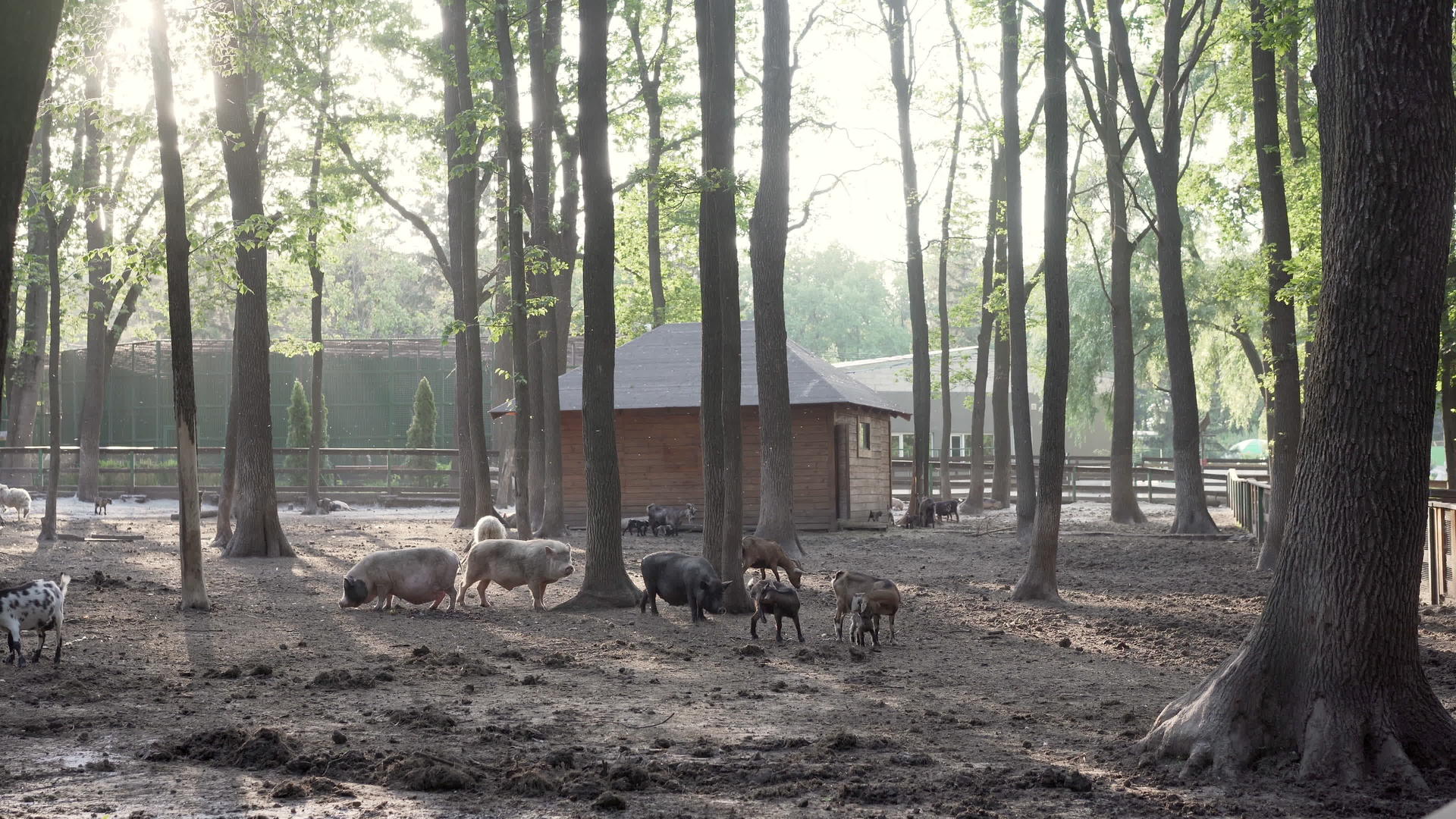 夏季畜牧业集体活动视频的预览图