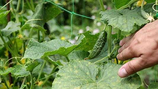 男人的手触摸花园床上的黄瓜健康的有机食品视频的预览图