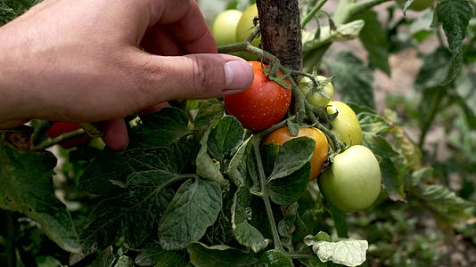 一个男人的手摸了摸花园床上的小西红柿视频的预览图