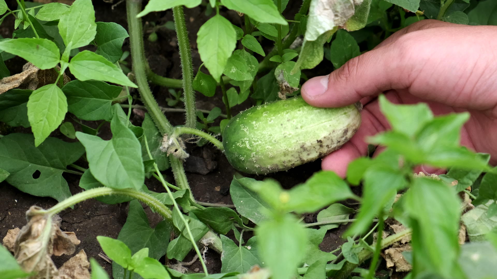 男人的手触摸花园床上的黄瓜健康的有机食品视频的预览图