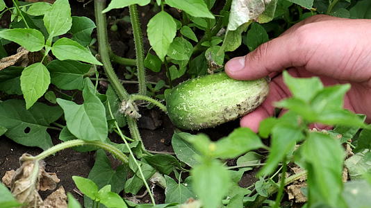男人的手触摸花园床上的黄瓜 健康的有机食品视频的预览图