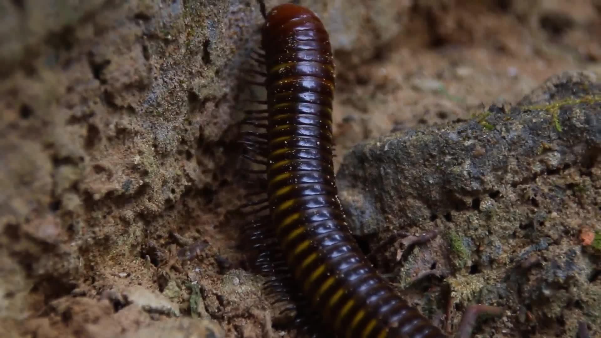 亚洲巨型千足虫或Thyropygusspirobolinae视频的预览图