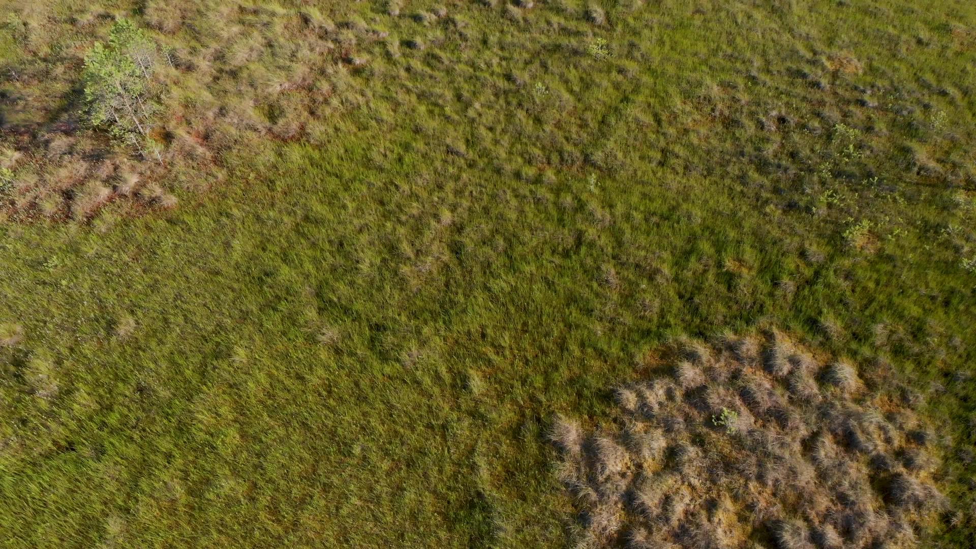 沼泽史诗揭示了开阔的草苔和侏儒树视频的预览图