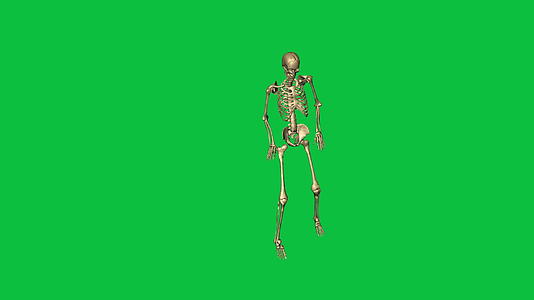 3d骨骼绿幕视频的预览图