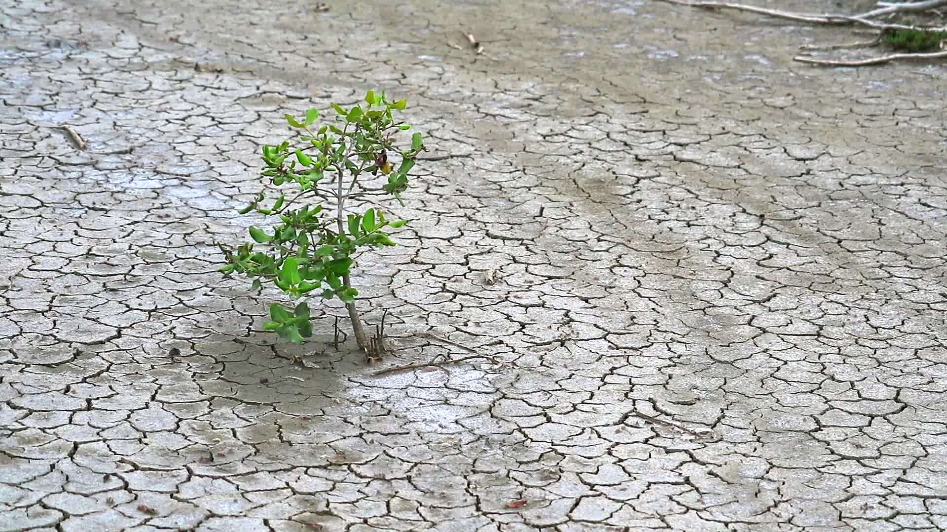 植物学家对生活在干燥土地上的草药感兴趣视频的预览图