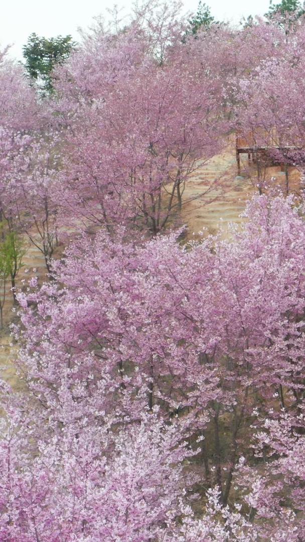 三明屏山樱花园航拍集合集合视频的预览图