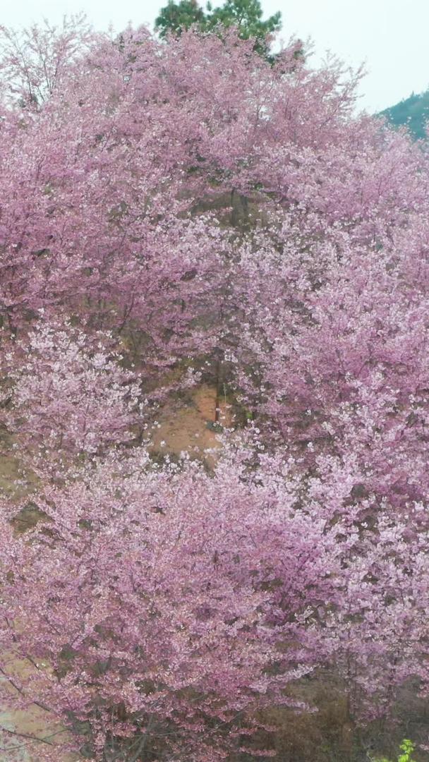 三明屏山樱花园航拍集合集合视频的预览图