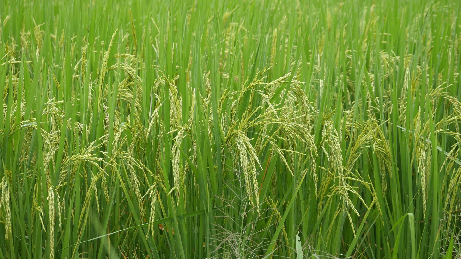 种植绿稻视频的预览图