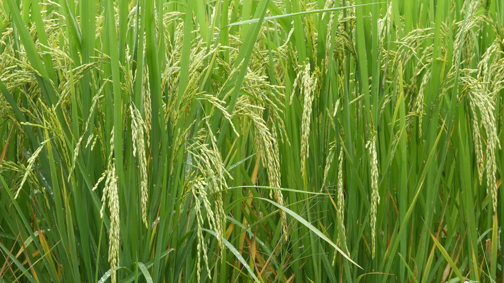 种植绿稻视频的预览图