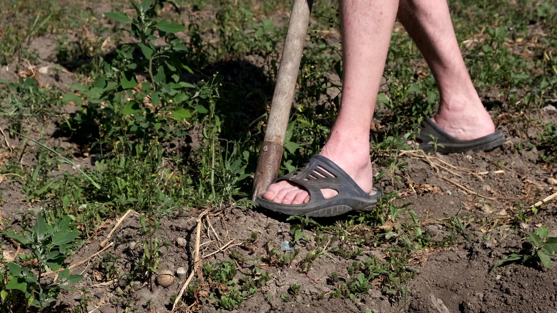 一个人用铲子在花园里挖土豆视频的预览图