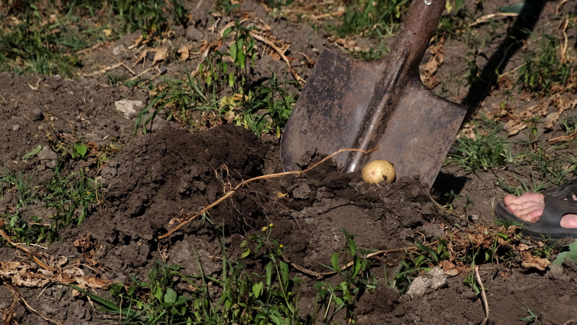 一个人用铲子在花园里挖土豆视频的预览图