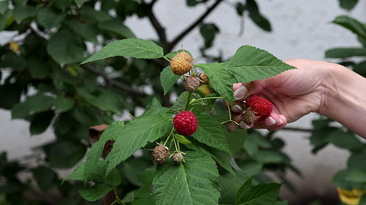 一群在草莓树上种植的红色甜果中采摘草莓的妇女慢慢地视频的预览图