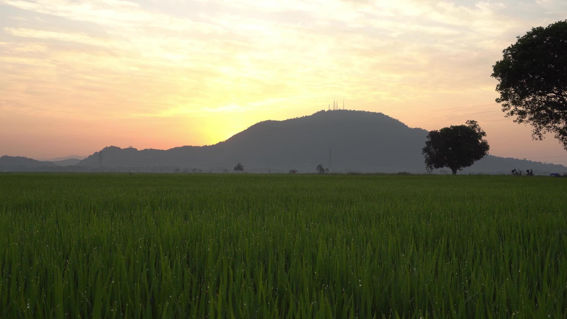 日出横跨稻田视频的预览图