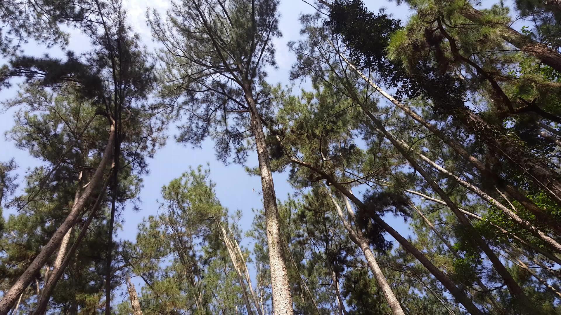 松林树在丛林中视频的预览图