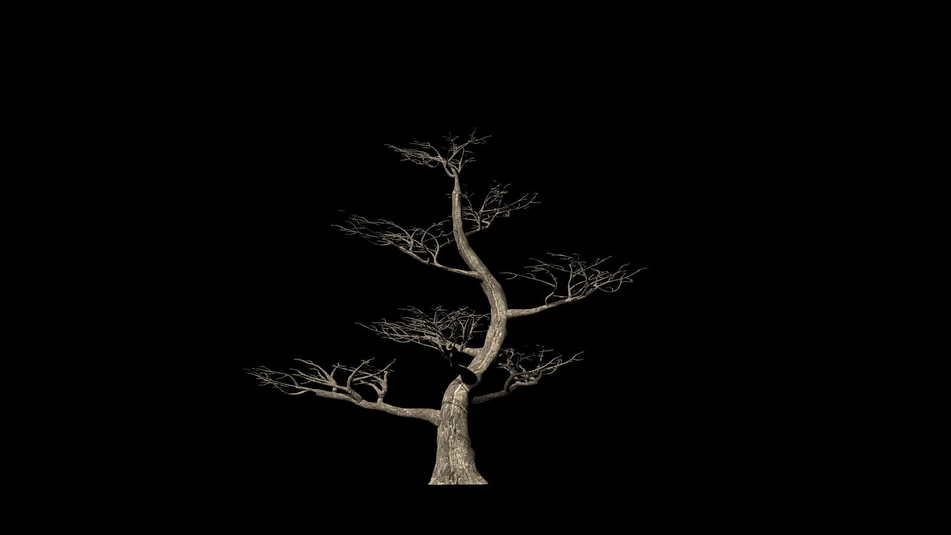 pertusa与黑色相比树木的生长时间是折叠的视频的预览图