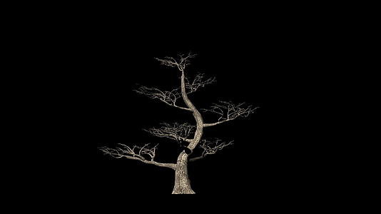 pertusa与黑色相比树木的生长时间是折叠的视频的预览图