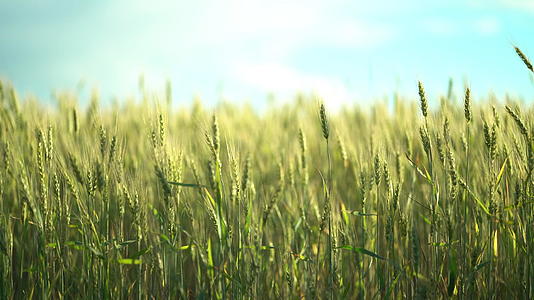 自然的绿色小麦尾巴在风中爆炸视频的预览图