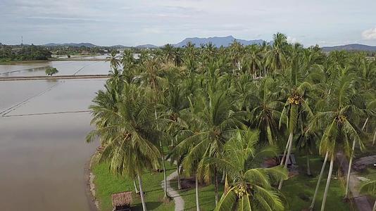 观察椰子树和竹林Jerai视频的预览图