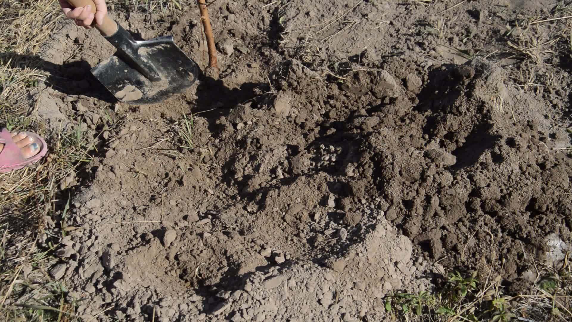 女人用铲子挖一个花园视频的预览图