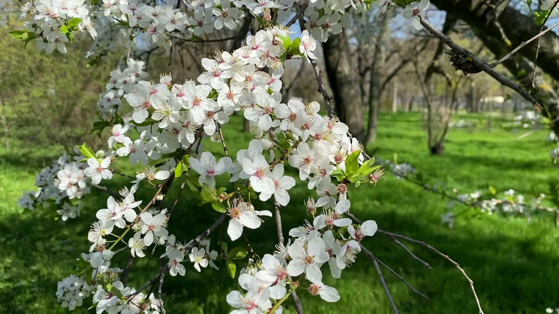 春天的下午白花李子树在公园里开放视频的预览图