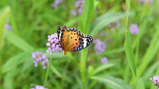 蝴蝶在花丛传播花粉视频的预览图