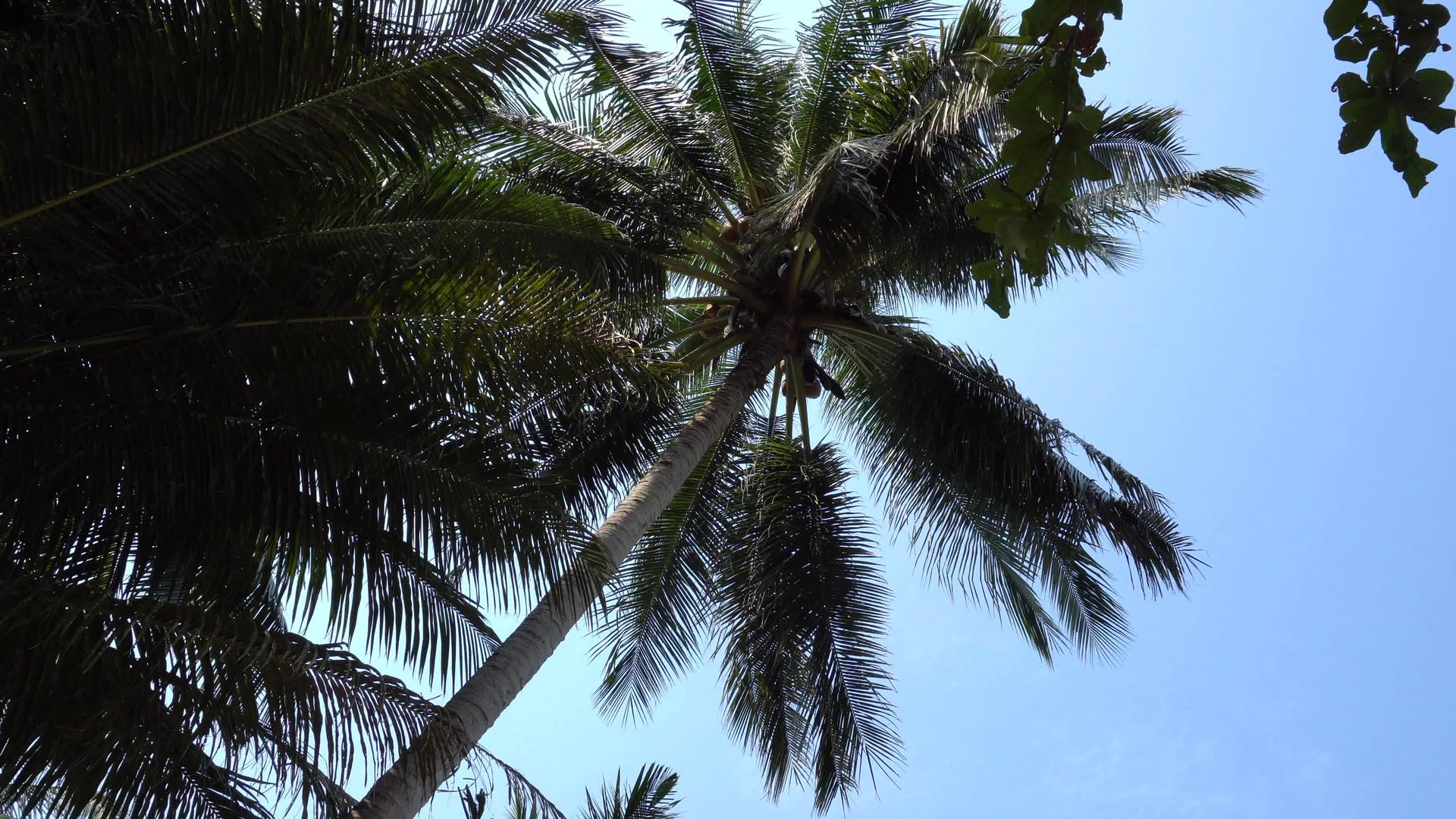 椰子和热带绿棕榈树视频的预览图