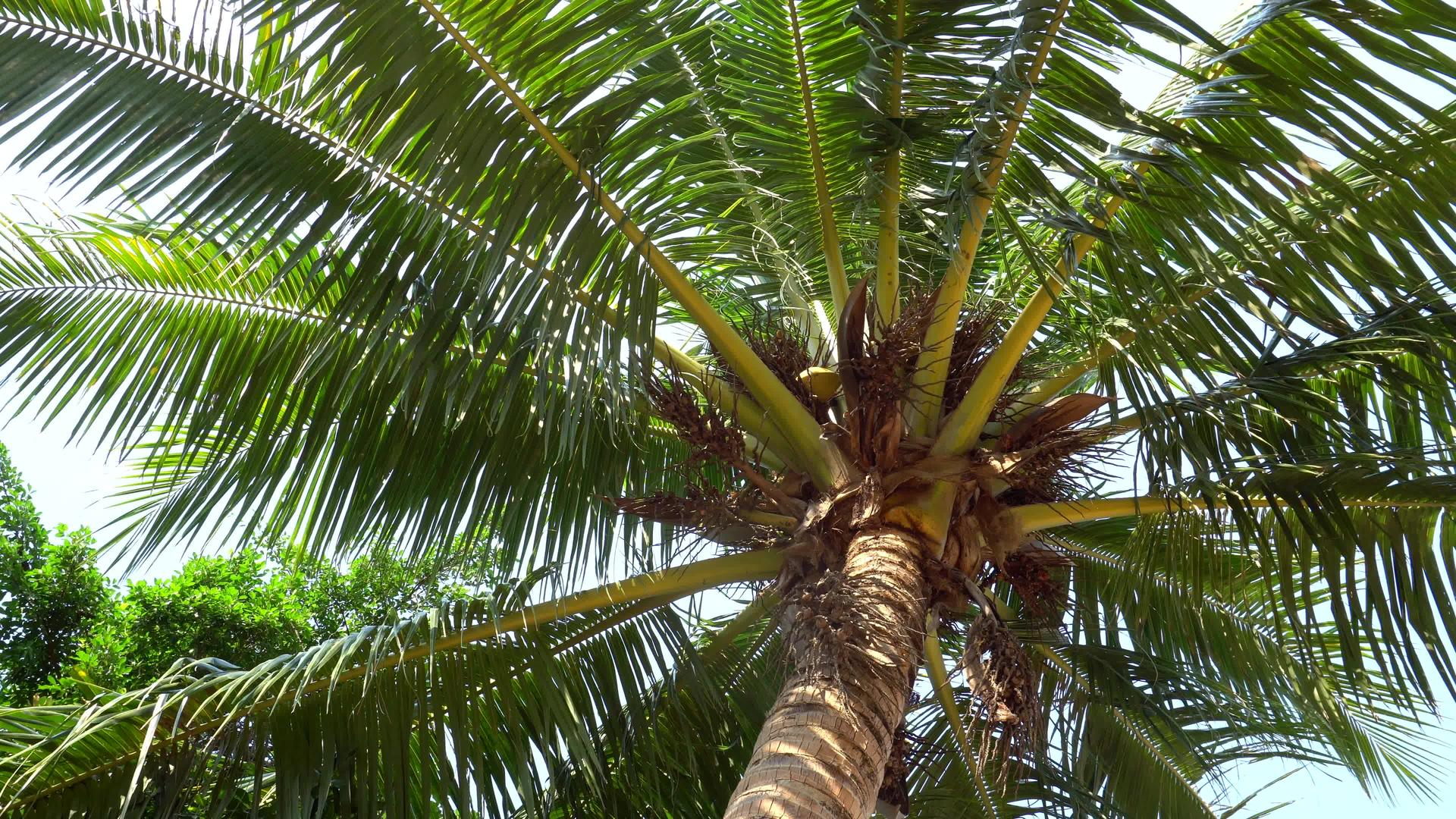 椰子和热带绿棕榈树视频的预览图