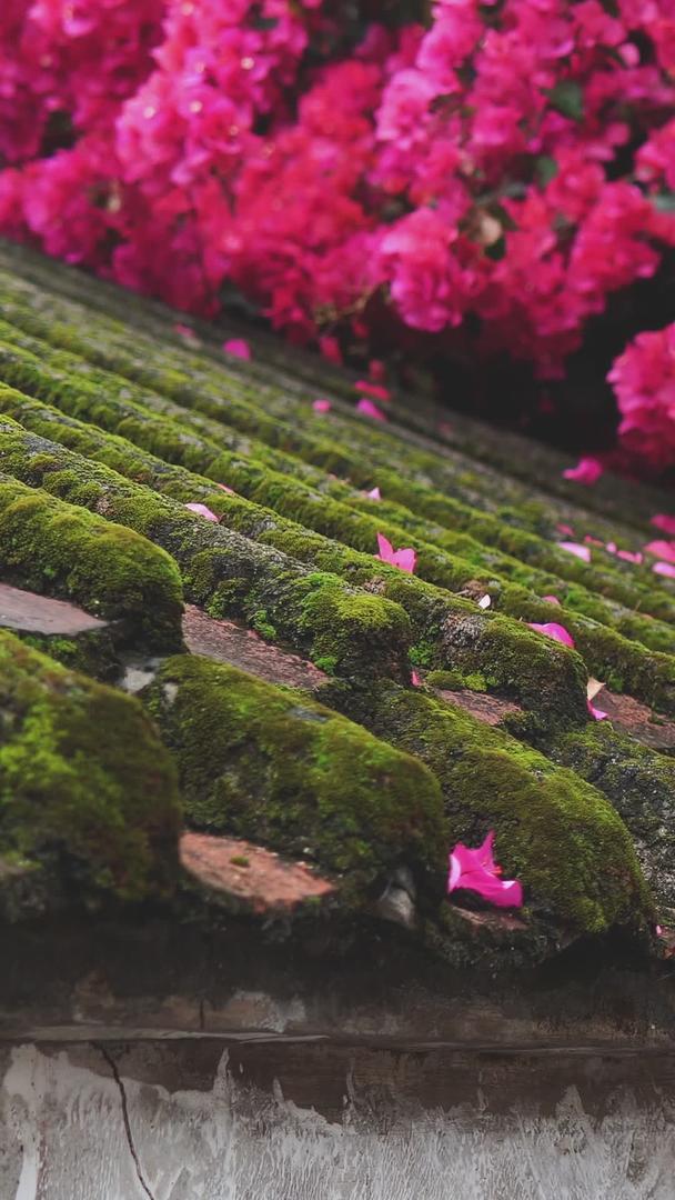 春天青苔红花的景色视频的预览图