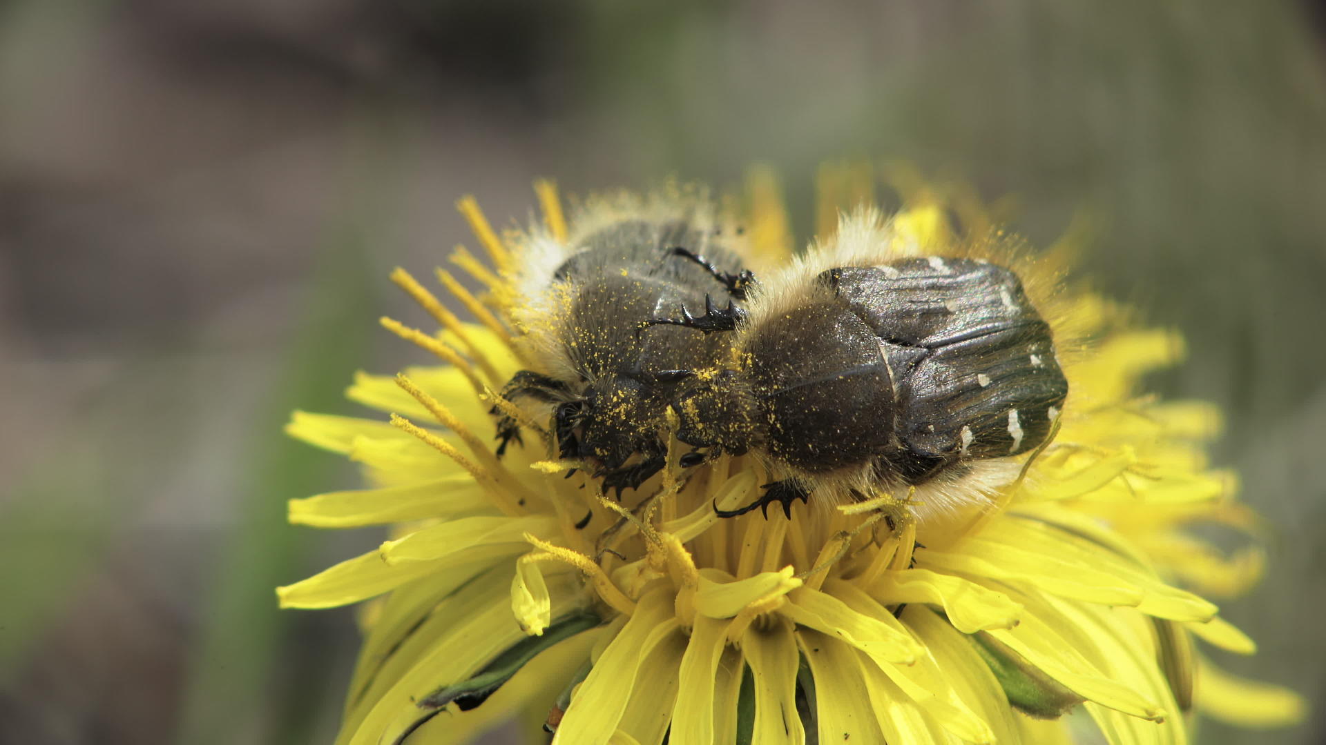 蜜蜂在黄花上视频的预览图