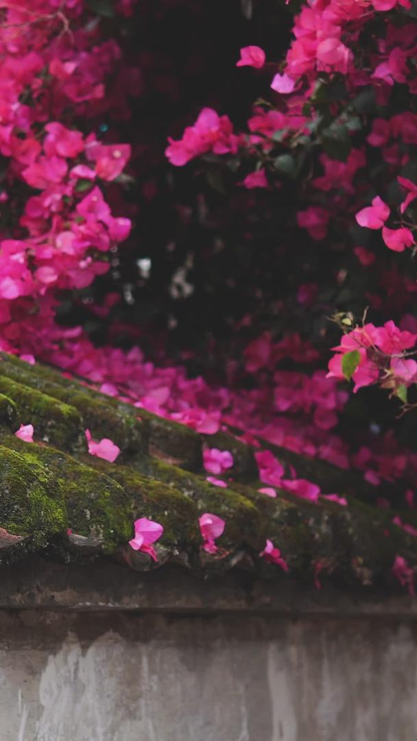 春天青苔红花的景色视频的预览图