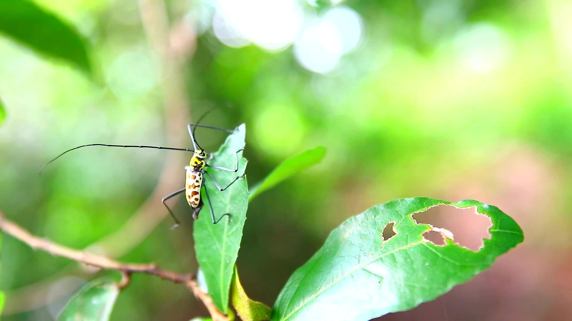 长角蜂鸣虫正在吃东西雨季的叶子会破坏繁殖视频的预览图