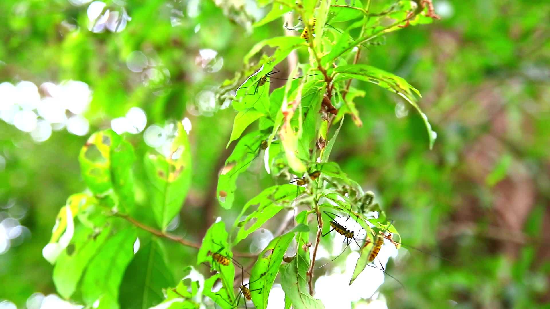 雨季长角甲虫吃树叶繁殖视频的预览图