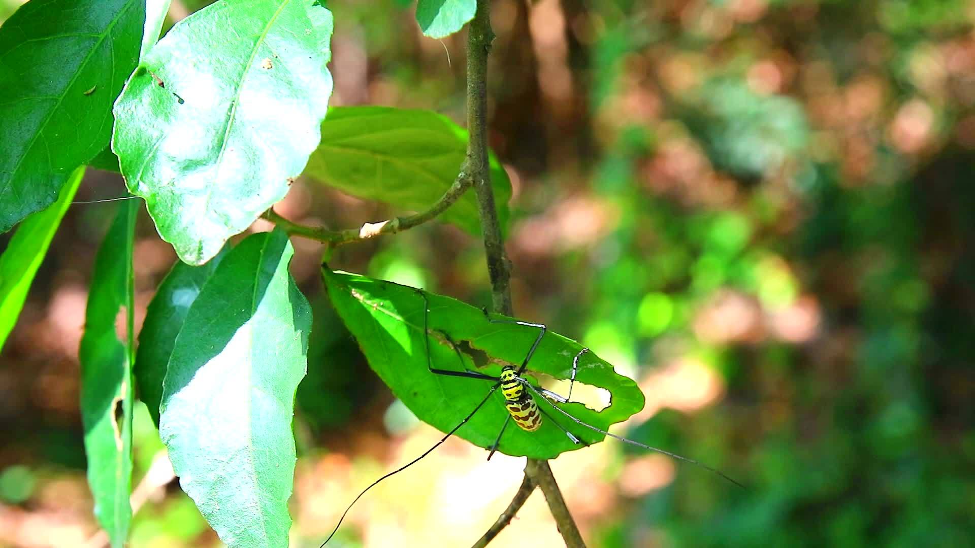 长角甲虫在雨季吃东西破坏和繁殖树叶视频的预览图